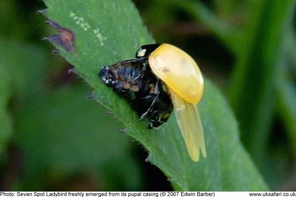 newly hatched adult ladybird