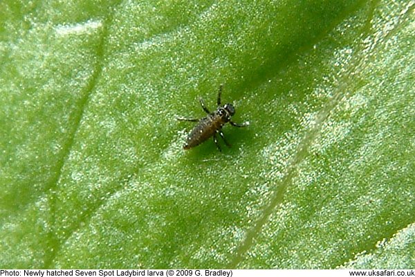 newly hatched ladybird larva