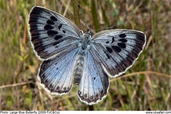 Large Blue Butterfly