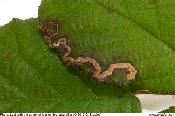 Bramble leaf with a mine created by a leaf mining moth