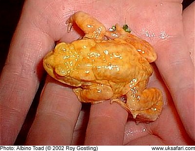 Albino Toad