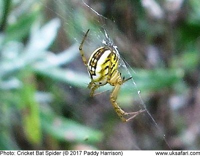 Cricket Bat Spider