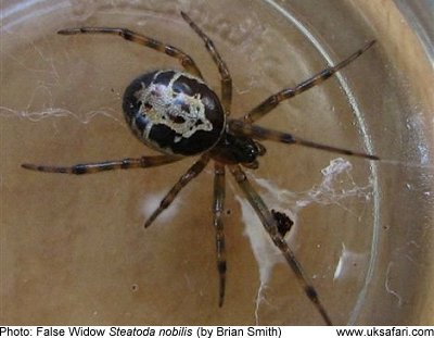 False Widow (Noble)