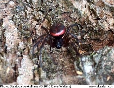 False Widow (Paykulliana)