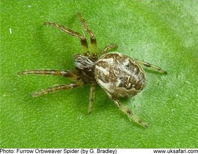 Furrow Orb-weaver