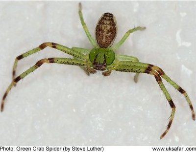 Green Crab Spider