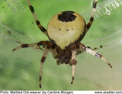 Marbled Orb-weaver