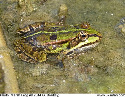 Marsh Frog