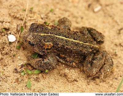 Natterjack Toad