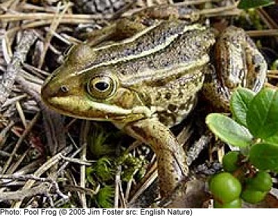 Pool Frog