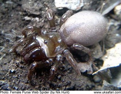 Purse Web Spider