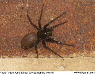 Tube Web Spider