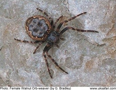 Walnut Orb-weaver Spider