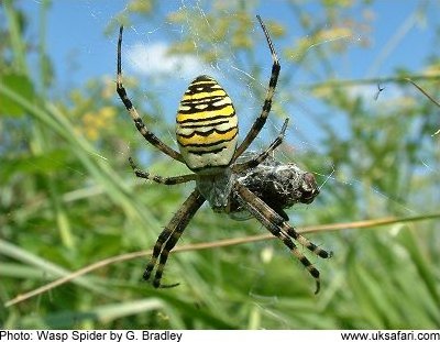 Wasp Spider