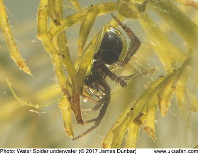 Water Spider