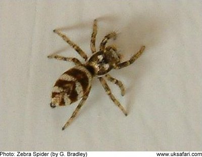 Zebra Spider