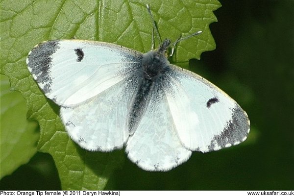 female Orange Tip Butterfly