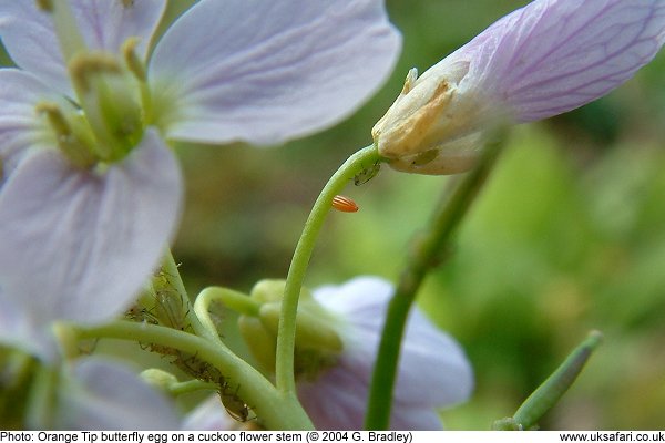 Orange Tip Butterfly egg