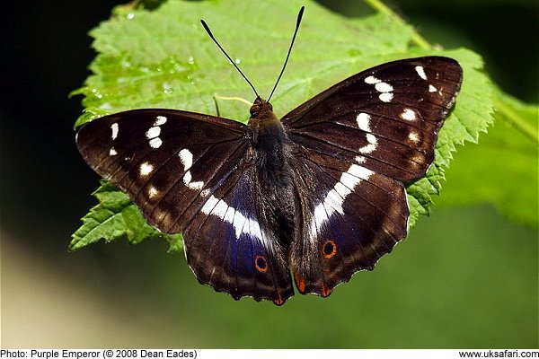 Purple Emperor