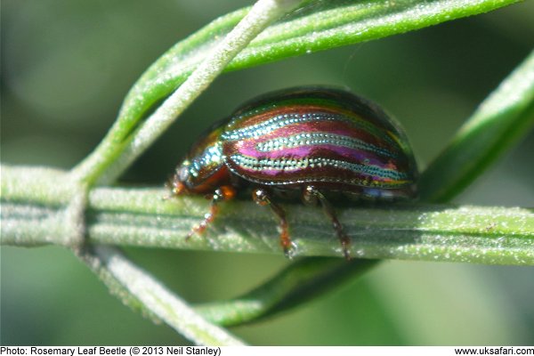 Rosemary Leaf Beetle