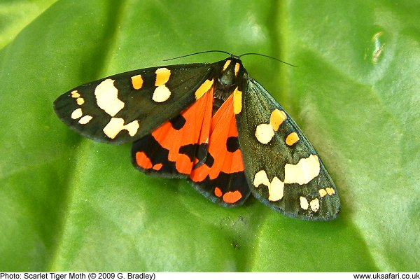 Scarlet Tiger Moth