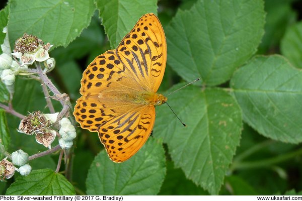 Silver-washed Fritillary