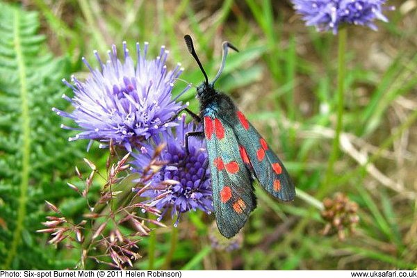 Six-Spot Burnet Moth