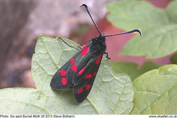 Six-Spot Burnet Moth