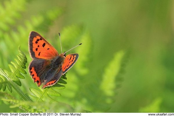 Small Copper Butterfly