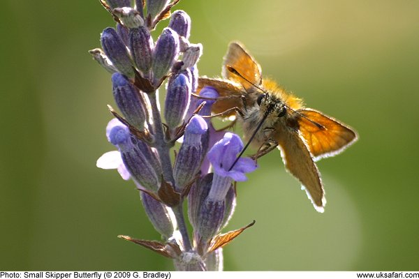 Small Skipper Butterfly