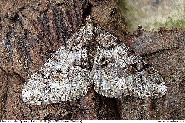 male Spring Usher