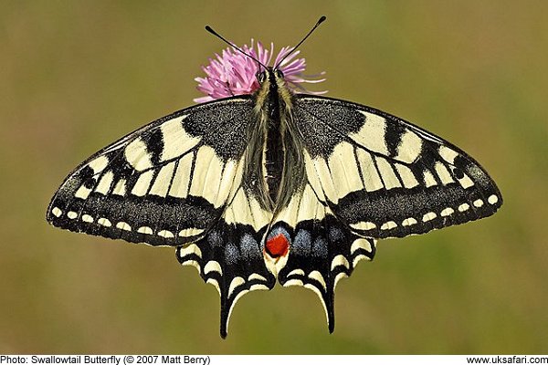 Swallowtail Butterfly