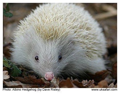 Albino Hedgehog