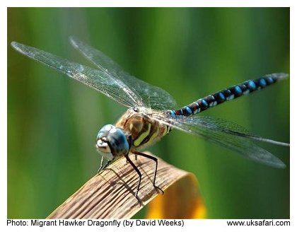 Dragonfly