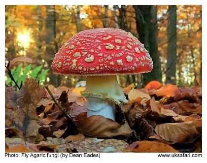 Fly Agaric Fungi