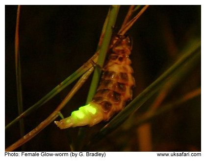 Glow-worm