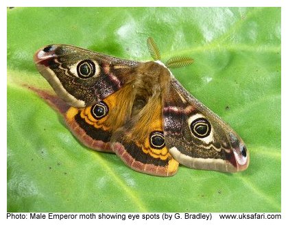 Emperor Moth