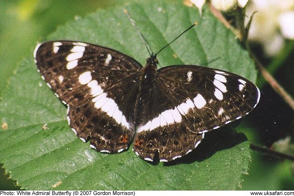 White Admiral Butterfly