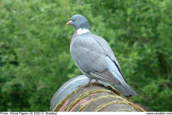 Woodpigeon