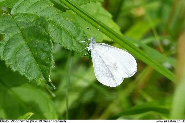 Wood White Butterfly