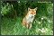 Fox Photos