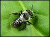 Ashy Mining Bee