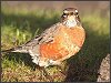 American Robin