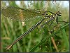 Damselfly