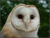 Barn Owl