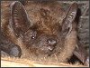 Serotine Bat