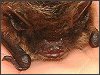 Whiskered Bat