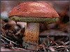 Bay Bolete