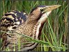 Bittern