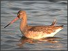 Black-tailed Godwit